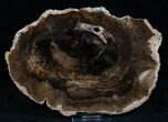 Petrified Locust Wood Slab - McDermitt, Oregon #13647-1